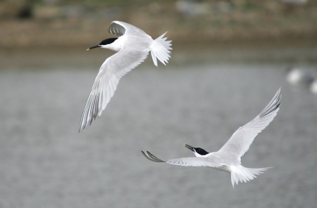 Sandwich Tern